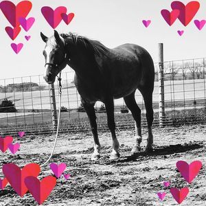 Meet your Posher, Carrie